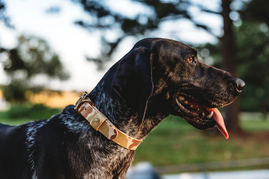 Trailhound Camo Dog Collar